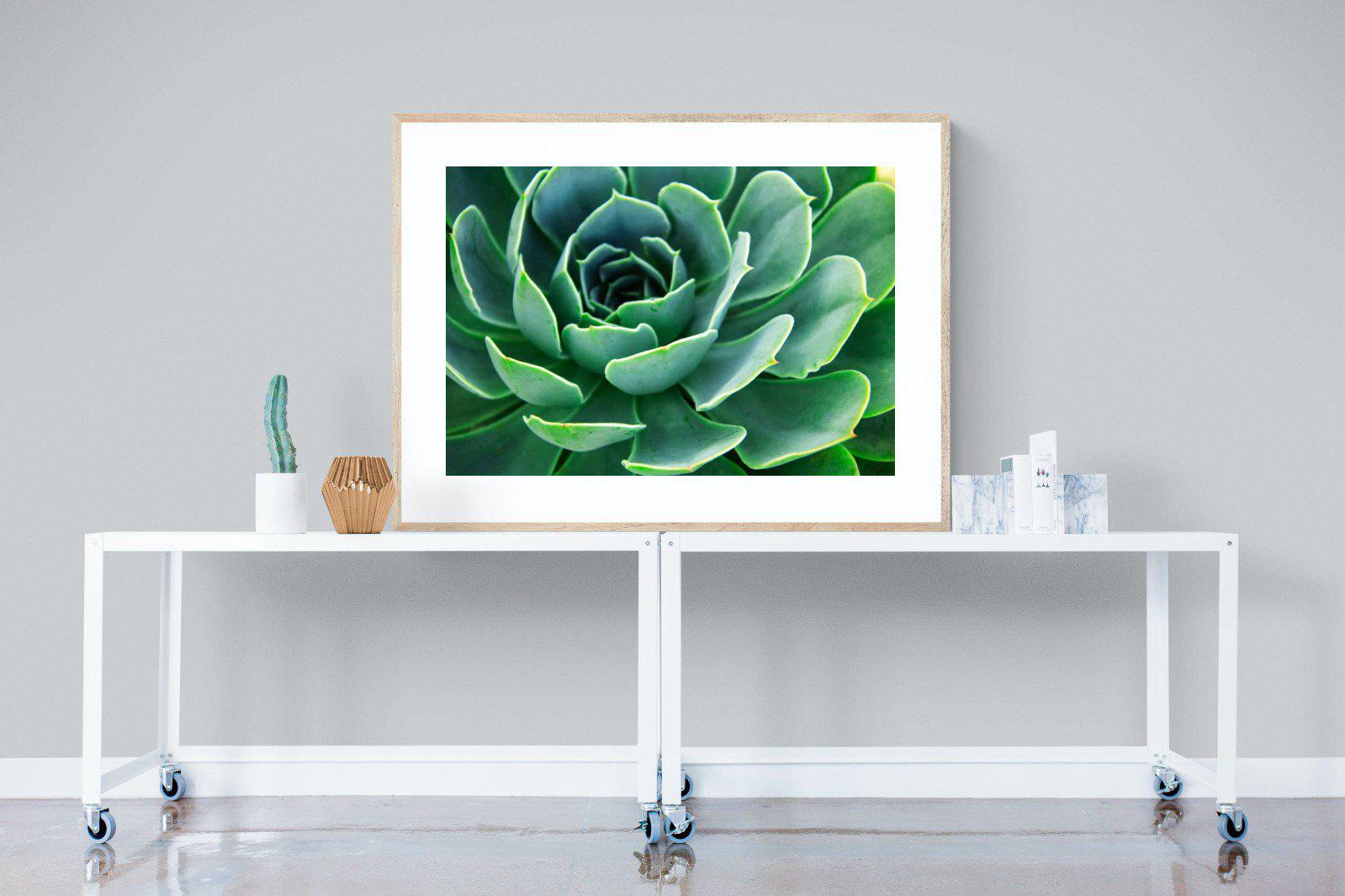 Echeveria Elegans-Wall_Art-120 x 90cm-Framed Print-Wood-Pixalot