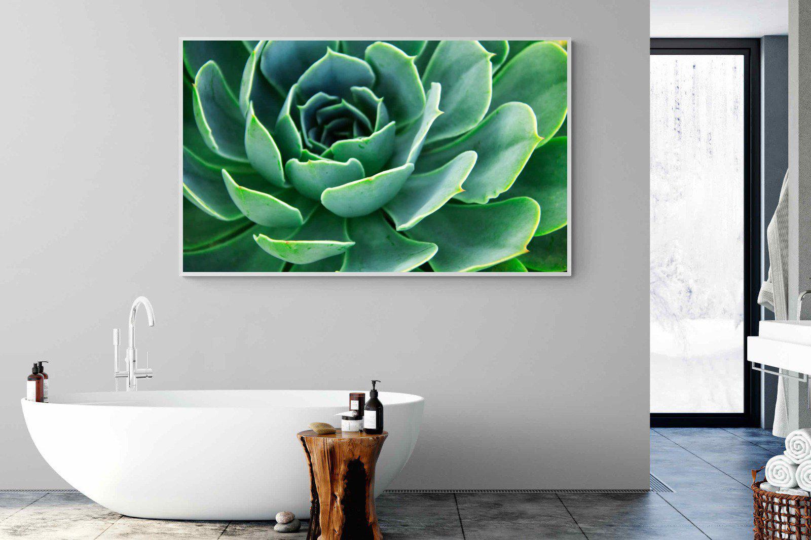 Echeveria Elegans-Wall_Art-180 x 110cm-Mounted Canvas-White-Pixalot