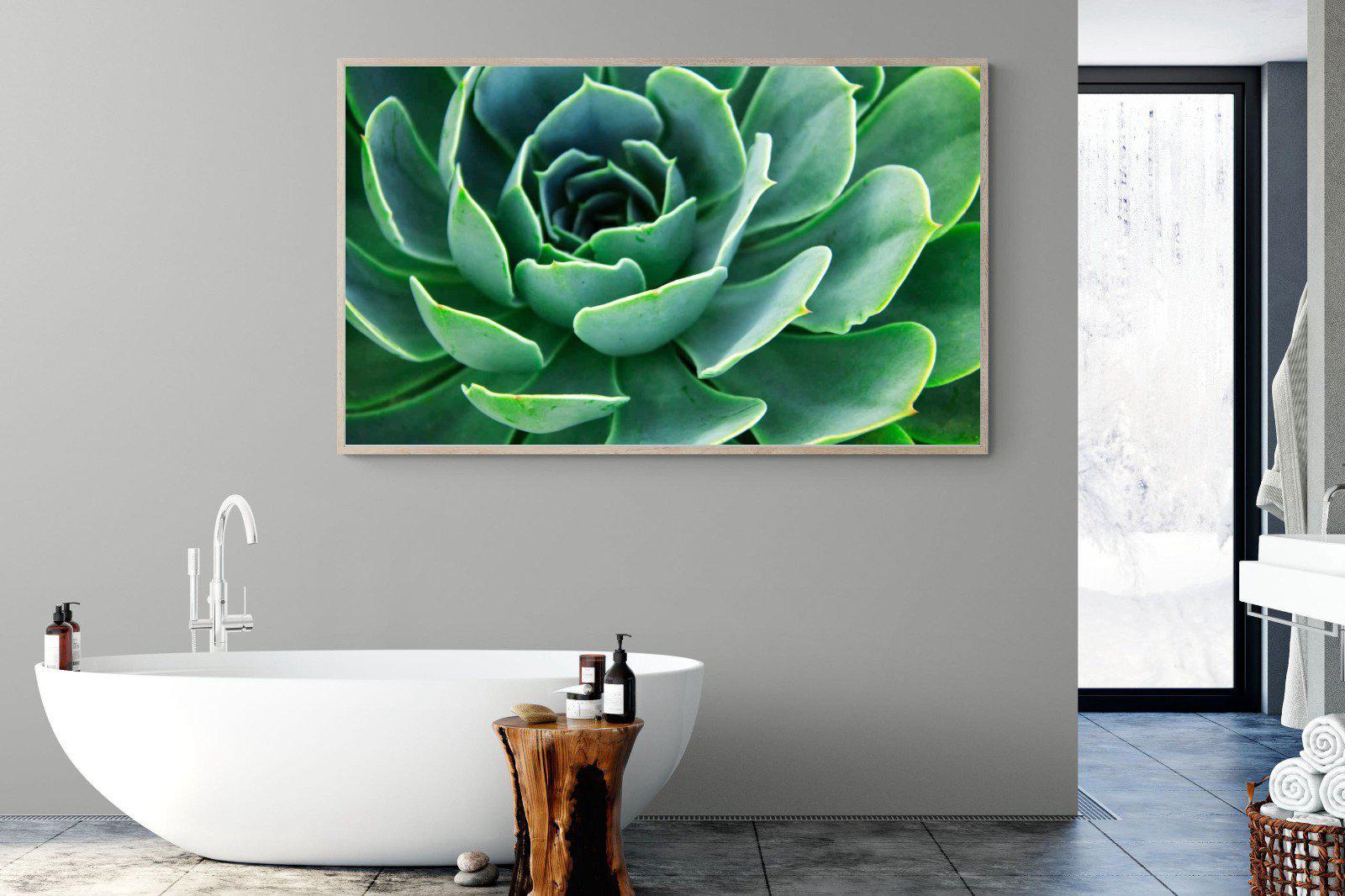 Echeveria Elegans-Wall_Art-180 x 110cm-Mounted Canvas-Wood-Pixalot