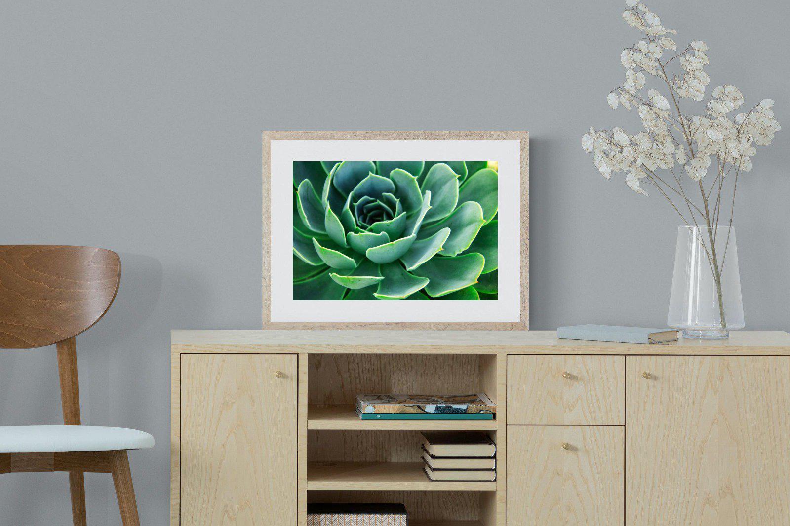 Echeveria Elegans-Wall_Art-60 x 45cm-Framed Print-Wood-Pixalot