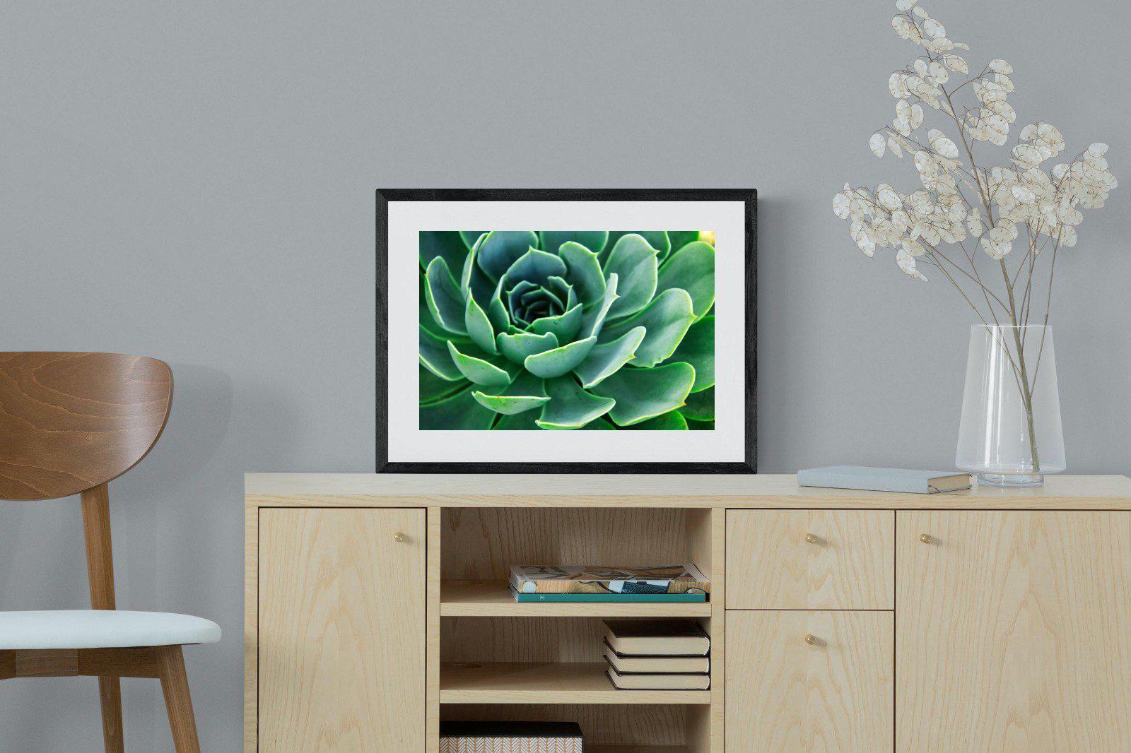 Echeveria Elegans-Wall_Art-60 x 45cm-Framed Print-Black-Pixalot