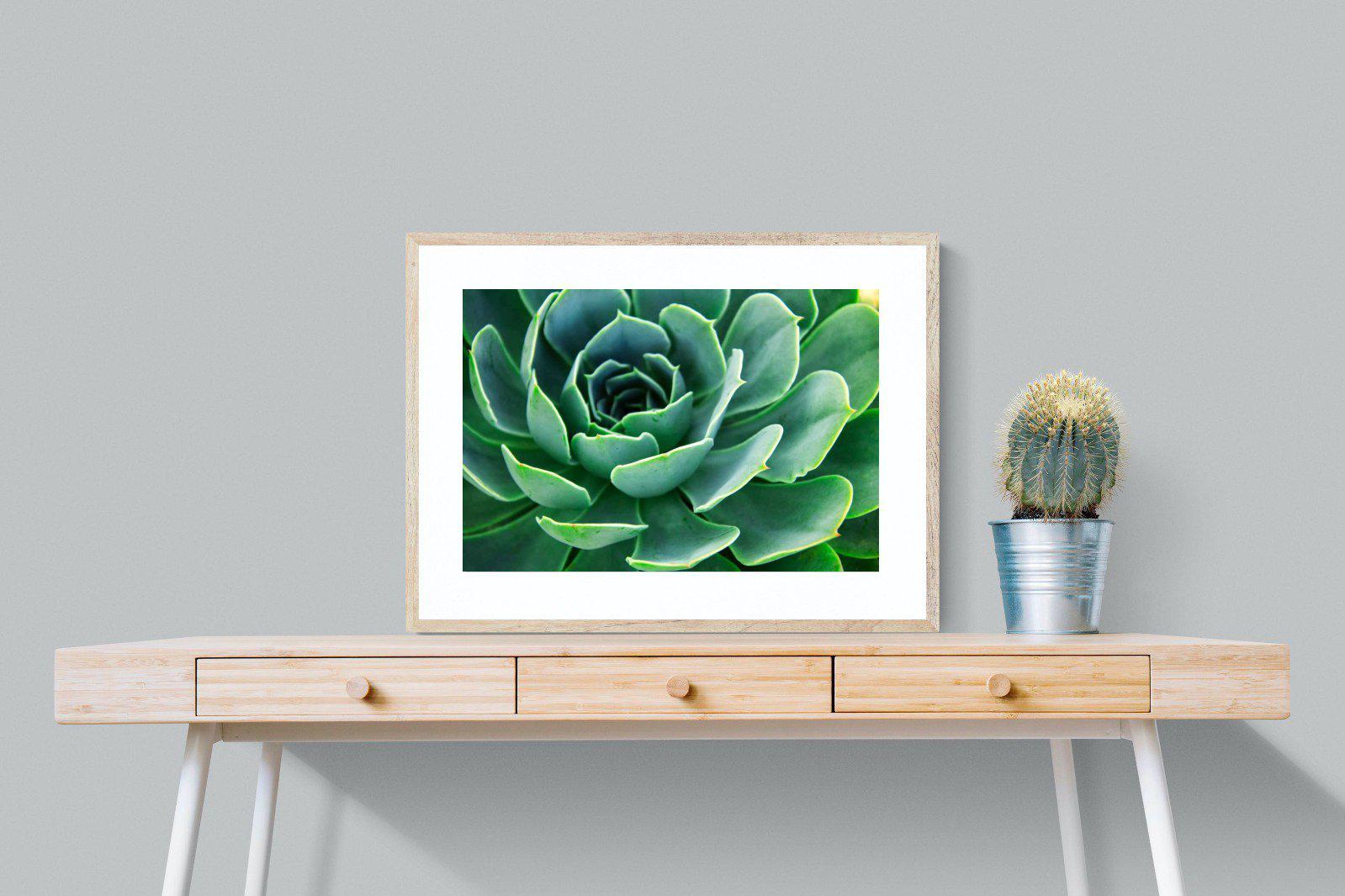 Echeveria Elegans-Wall_Art-80 x 60cm-Framed Print-Wood-Pixalot