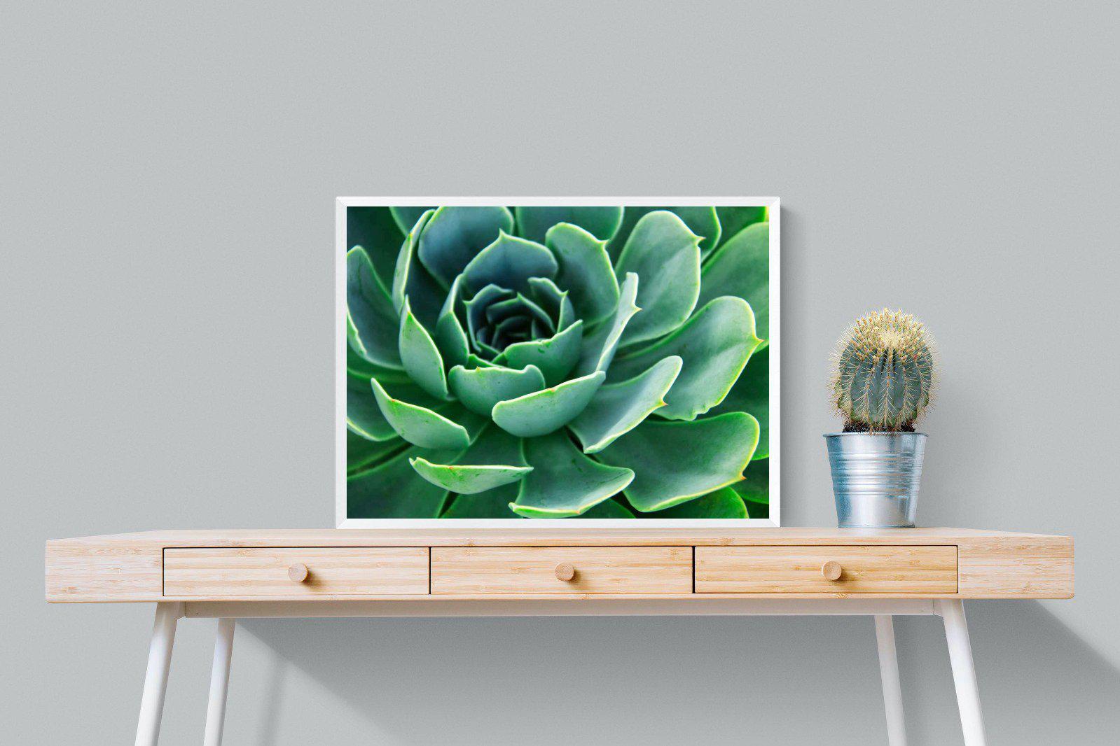 Echeveria Elegans-Wall_Art-80 x 60cm-Mounted Canvas-White-Pixalot