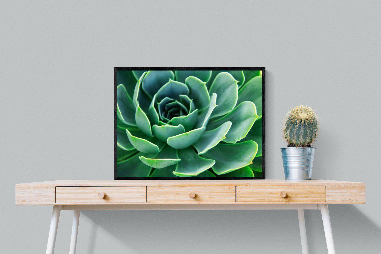 Echeveria Elegans-Wall_Art-80 x 60cm-Mounted Canvas-Black-Pixalot