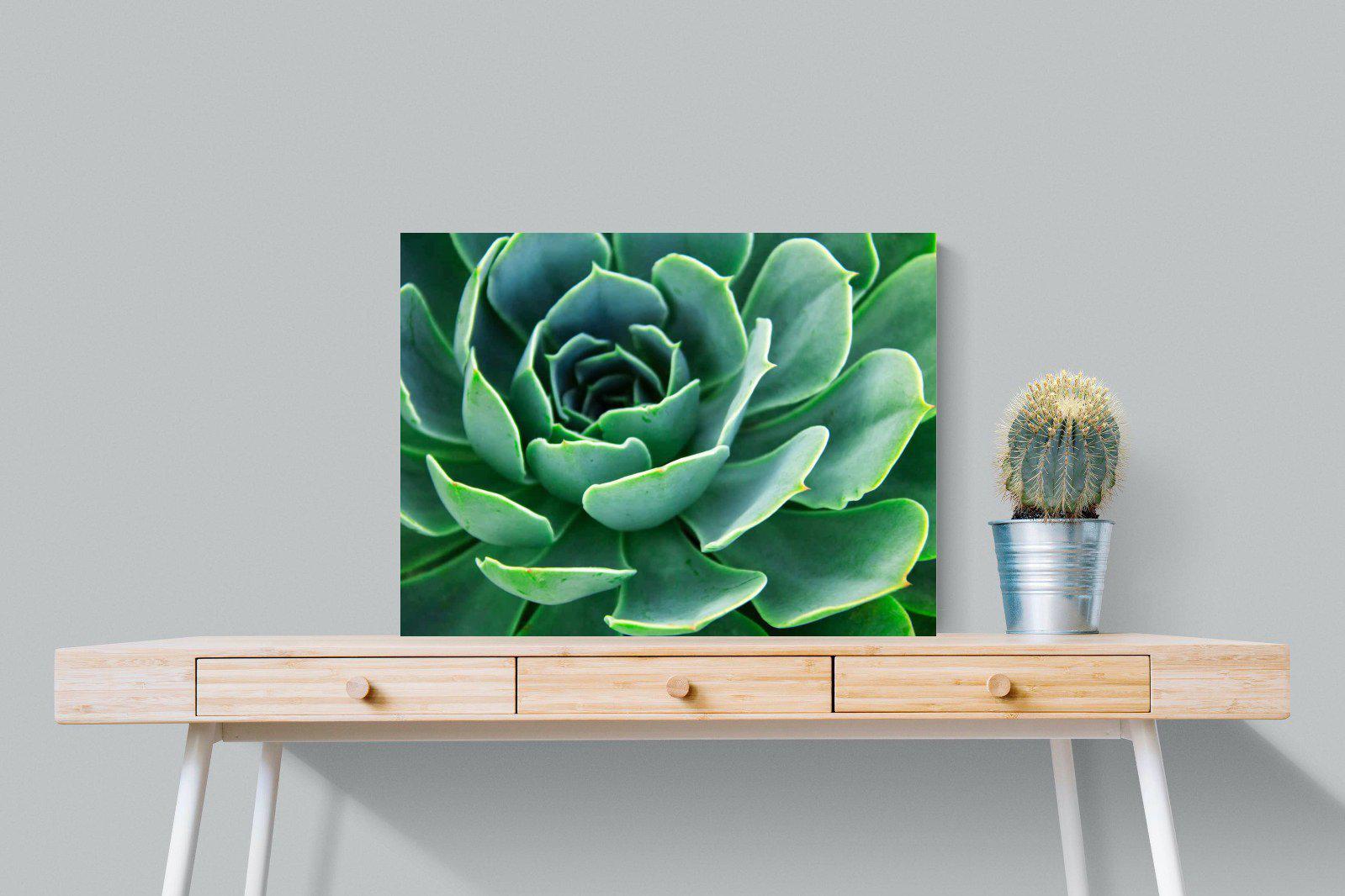 Echeveria Elegans-Wall_Art-80 x 60cm-Mounted Canvas-No Frame-Pixalot