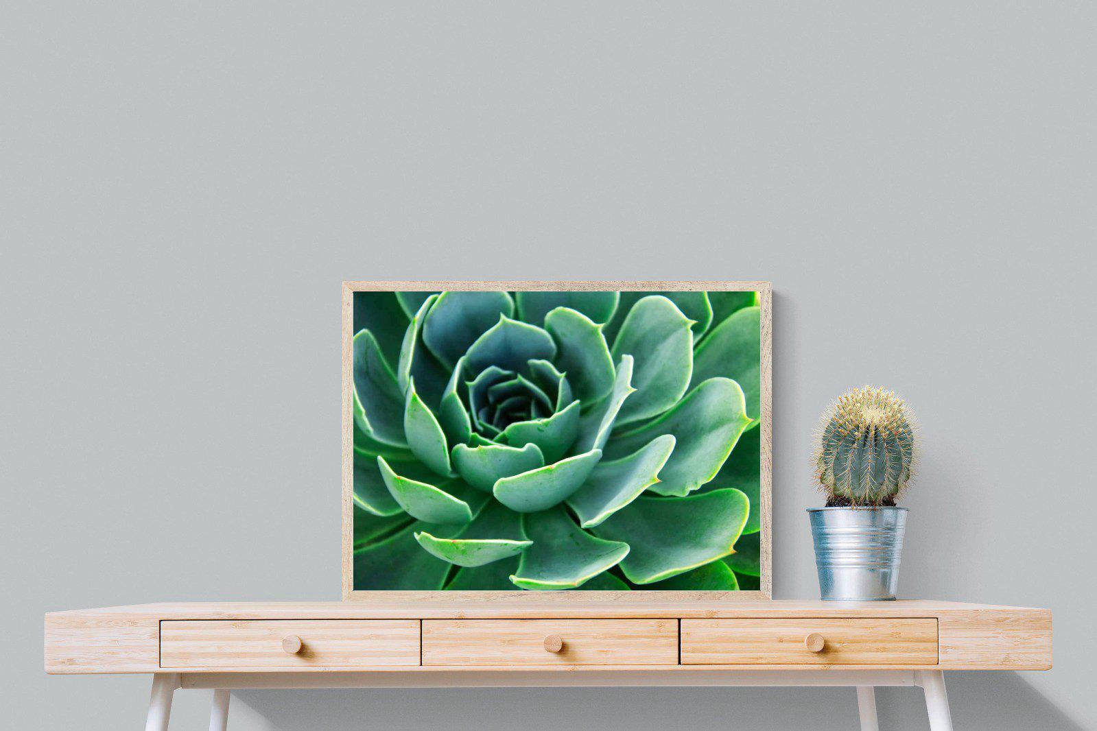 Echeveria Elegans-Wall_Art-80 x 60cm-Mounted Canvas-Wood-Pixalot