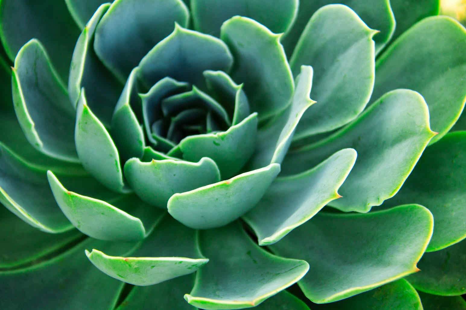 Echeveria Elegans-Wall_Art-Pixalot