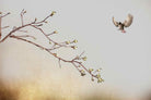 Flutter-Wall_Art-Pixalot