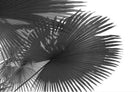 Frond-Wall_Art-Pixalot