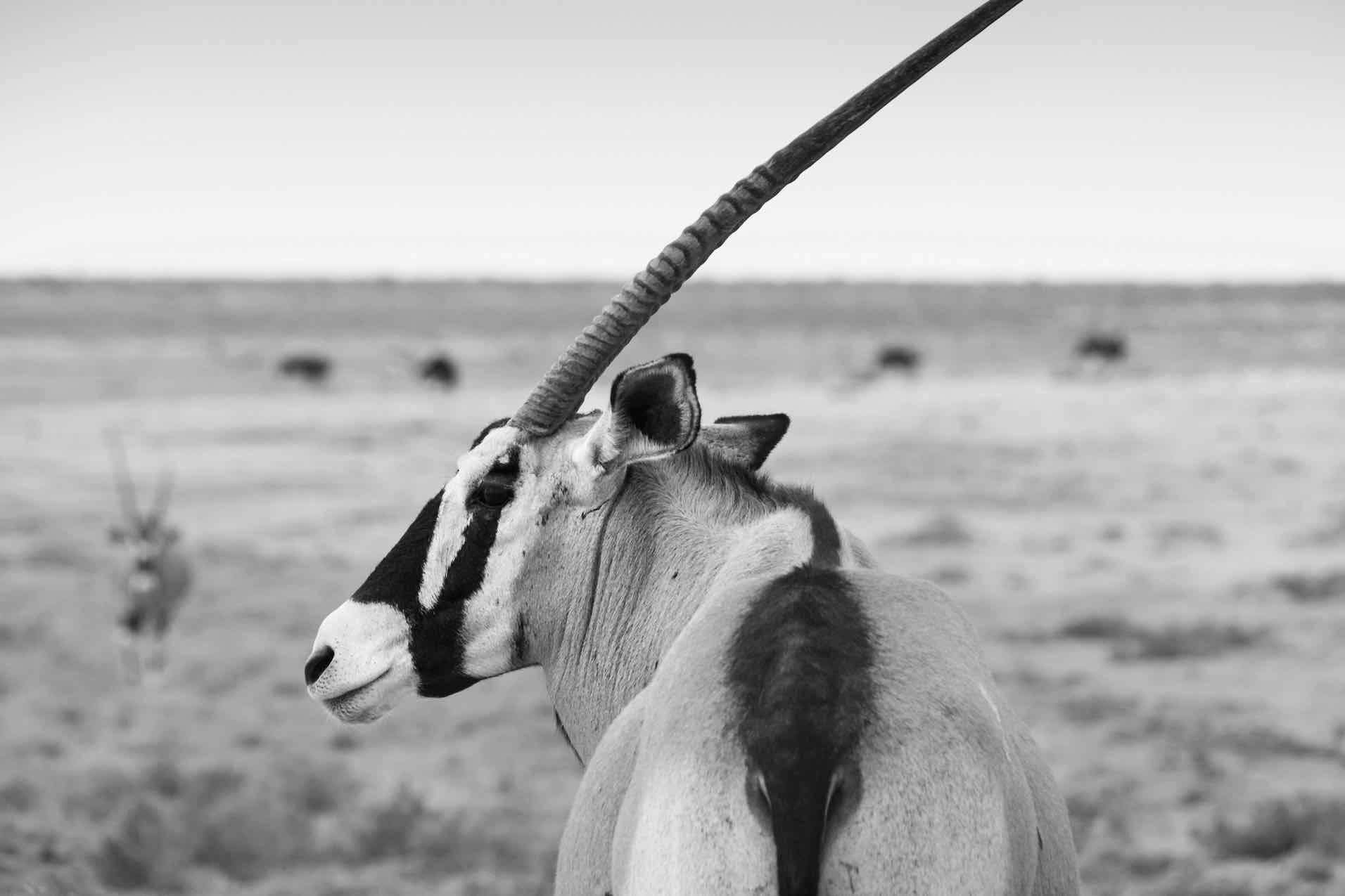 Gemsbok-Wall_Art-Pixalot