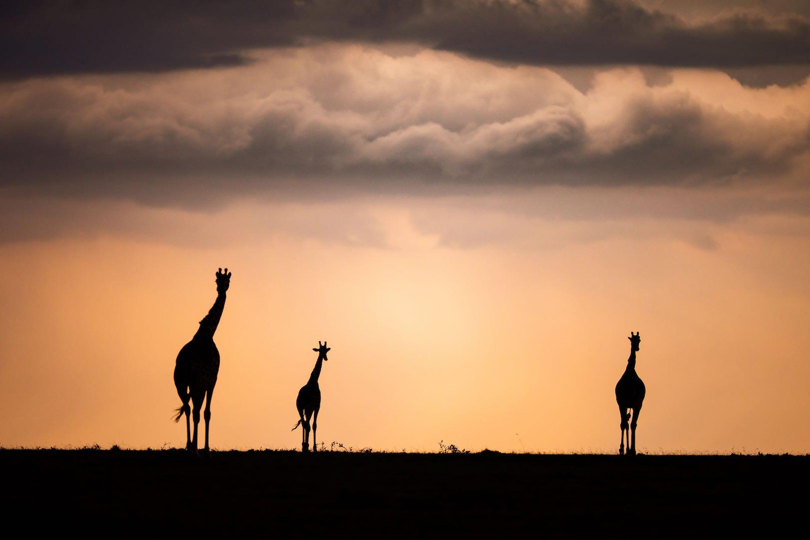 Giraffe Silhouette-Wall_Art-Pixalot