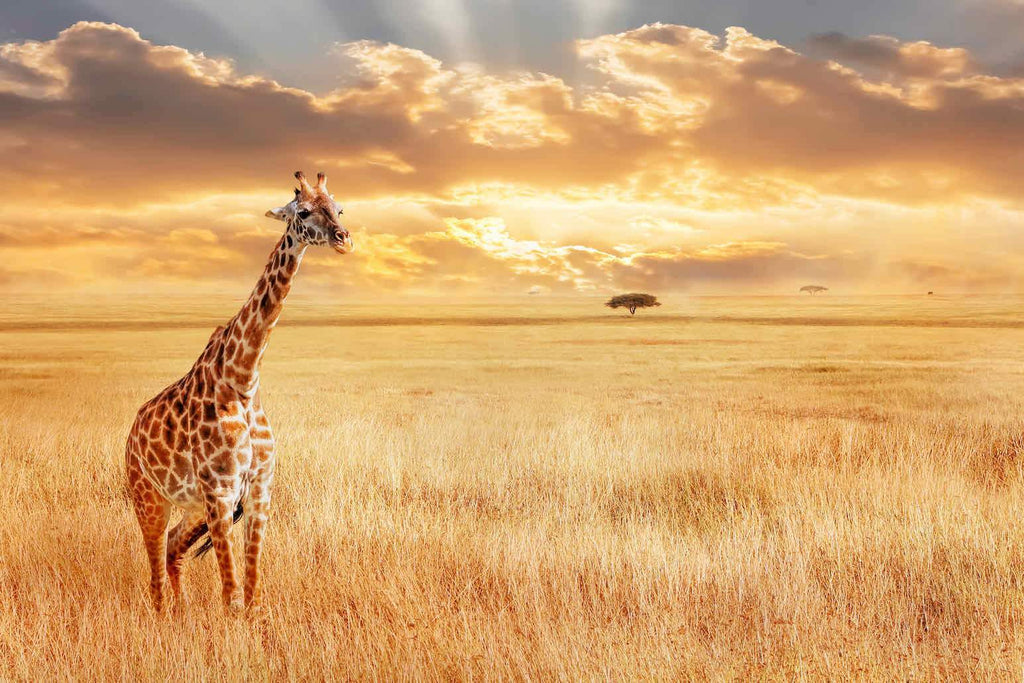 Giraffe Sunset-Wall_Art-Pixalot