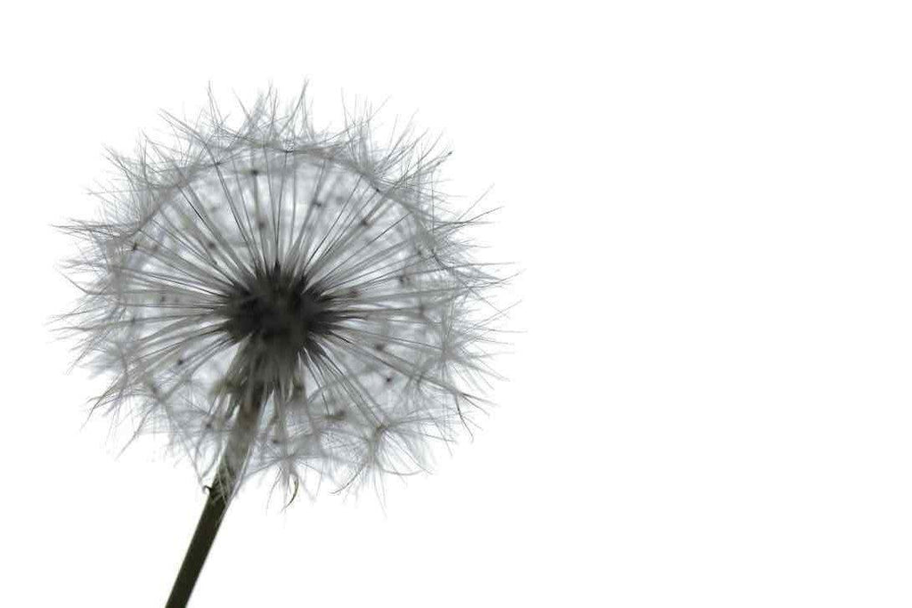 Grey Dandelion-Wall_Art-Pixalot