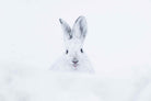 Hare-Wall_Art-Pixalot
