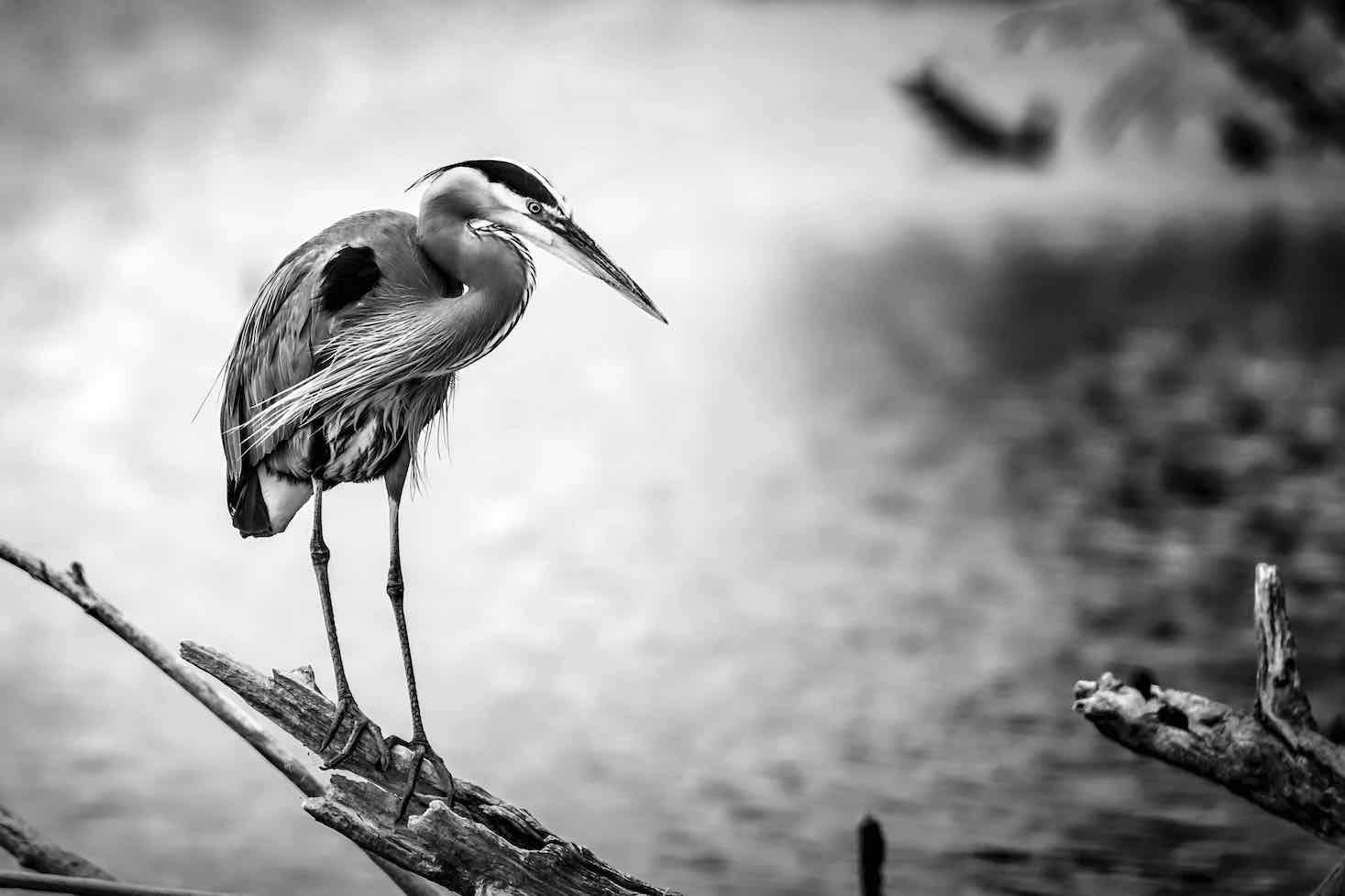 Heron-Wall_Art-Pixalot