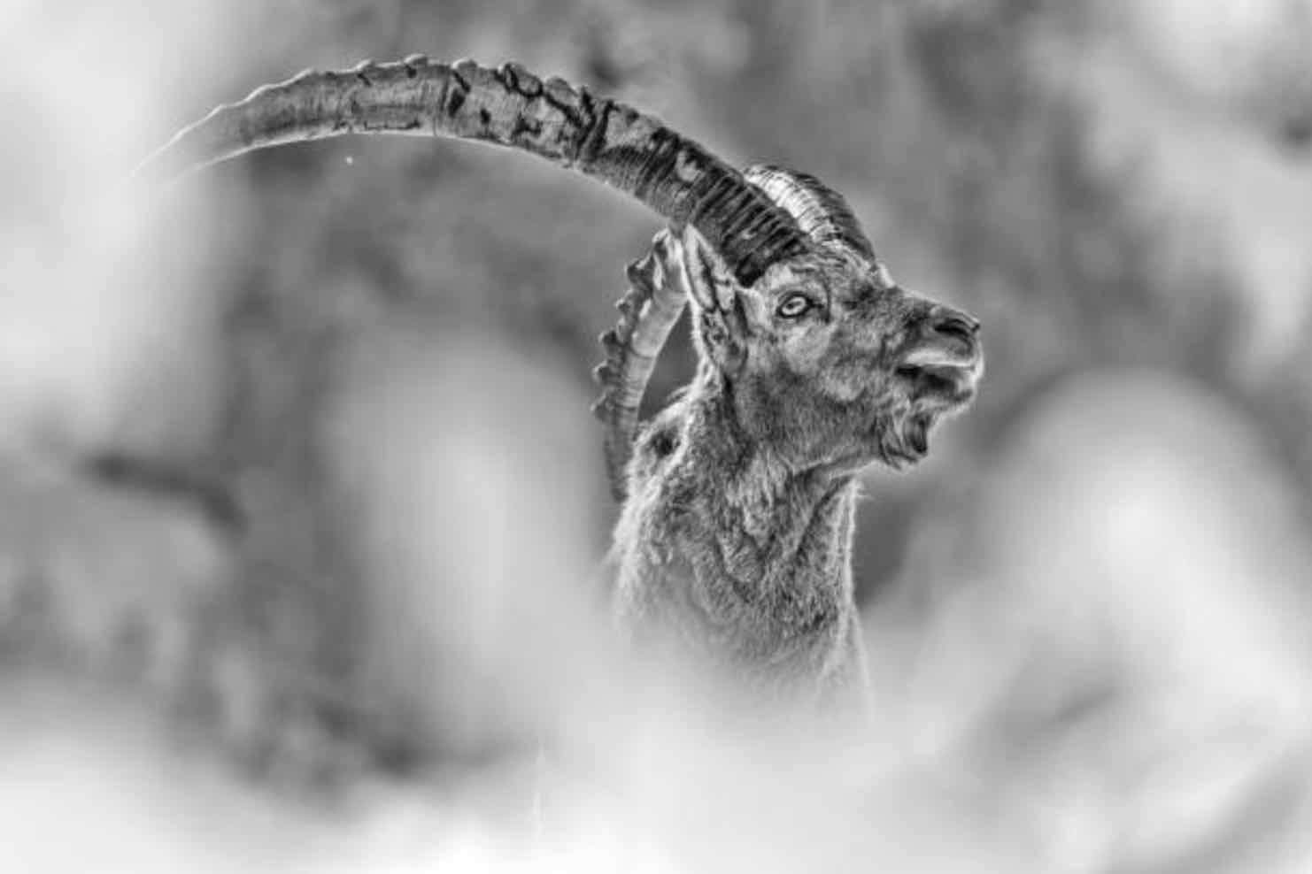 Ibex-Wall_Art-Pixalot