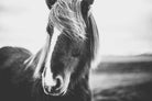 Icelandic Pony-Wall_Art-Pixalot