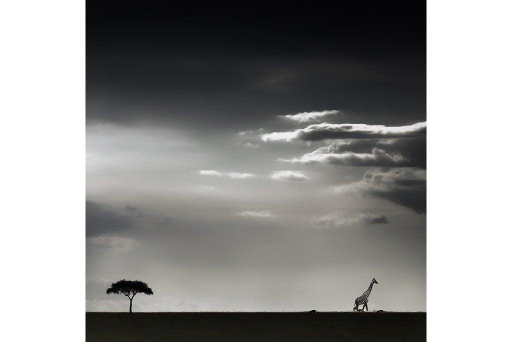 Kenyan Silhouette-Wall_Art-Pixalot