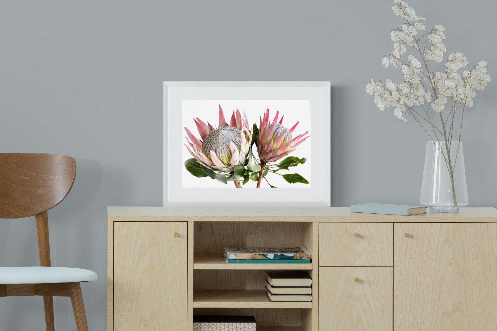 King Proteas-Wall_Art-60 x 45cm-Framed Print-White-Pixalot
