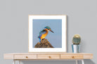 Kingfisher-Wall_Art-80 x 80cm-Framed Print-Wood-Pixalot