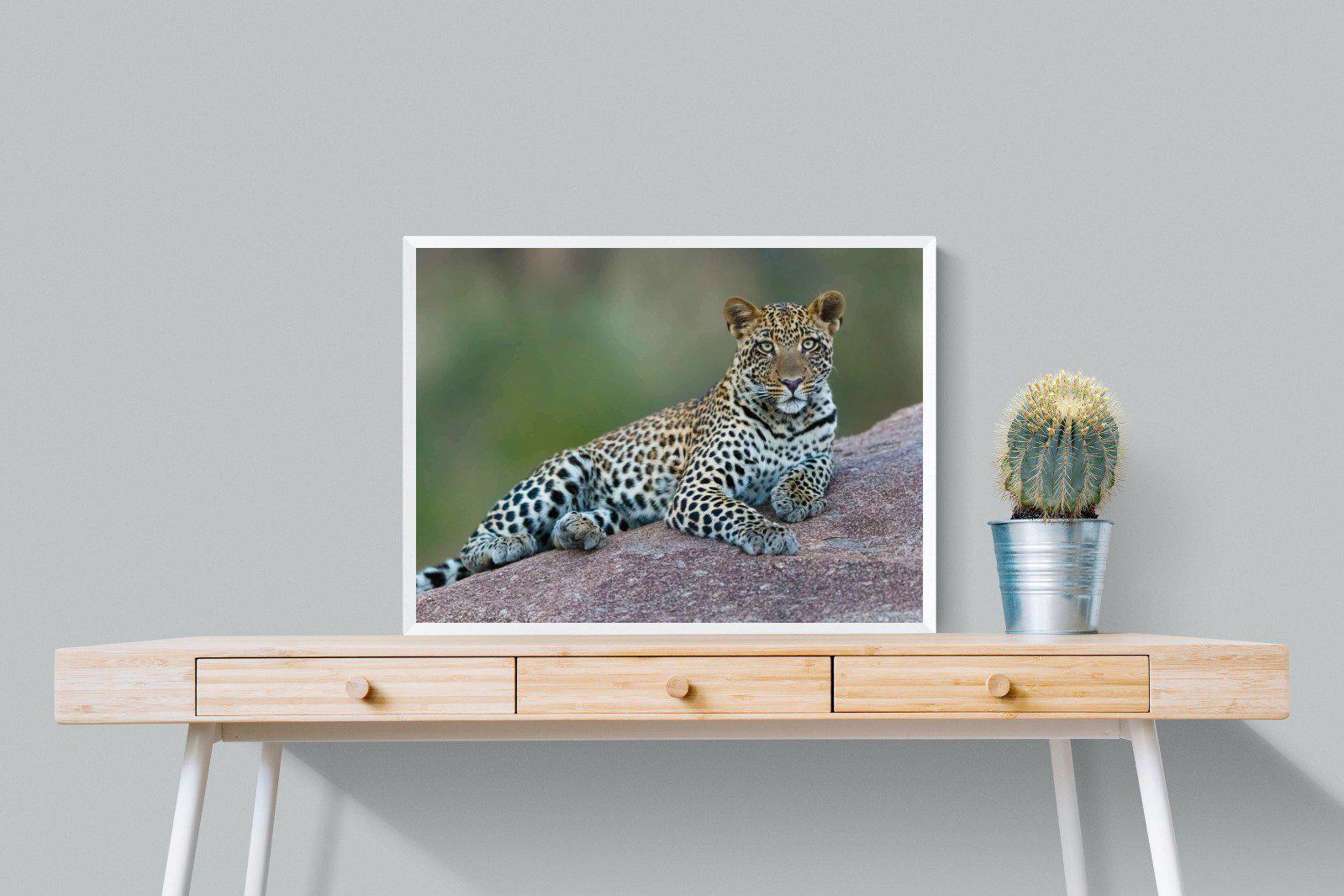 Laying Leopard-Wall_Art-80 x 60cm-Mounted Canvas-White-Pixalot