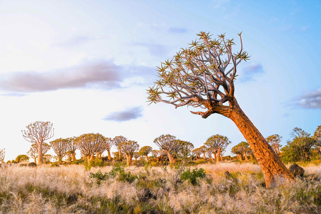 Leaning Baobab-Wall_Art-Pixalot