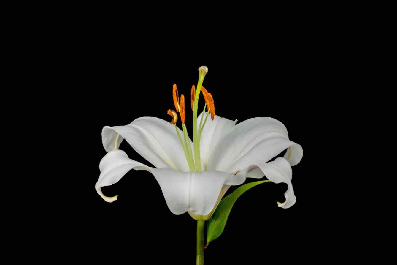 Lilium on Black-Wall_Art-Pixalot