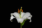 Lilium on Black-Wall_Art-Pixalot