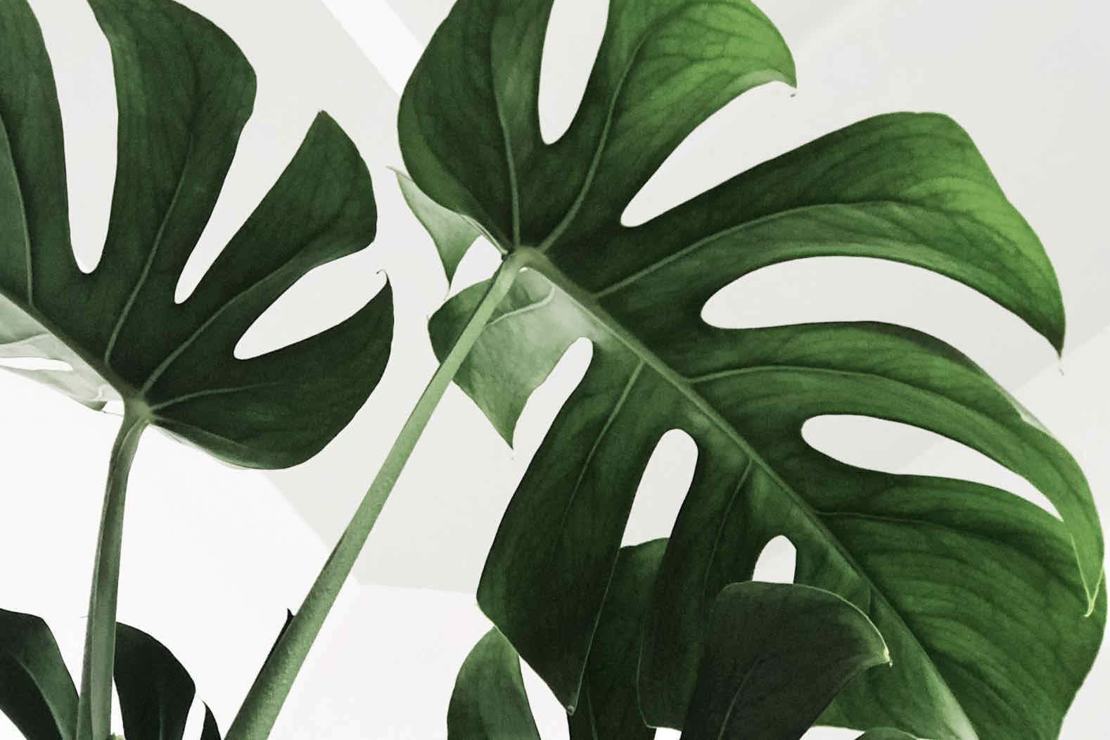 Monstera-Wall_Art-Pixalot