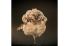 Not An Early Bird-Wall_Art-Pixalot