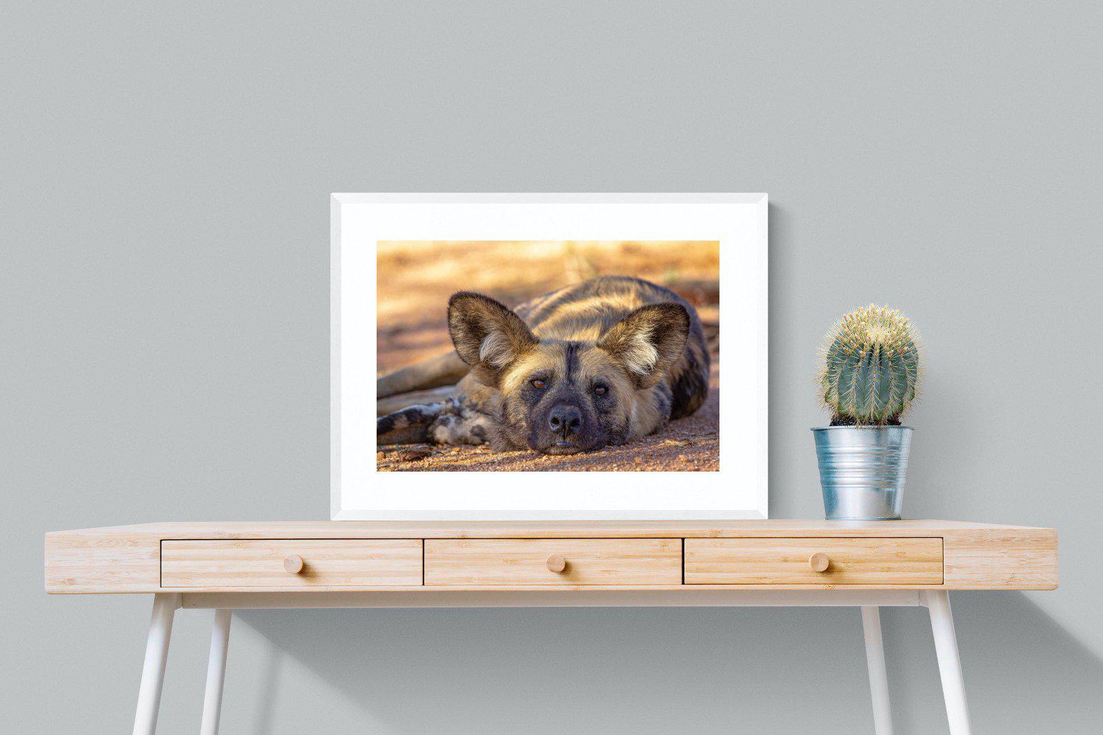 Not So Wild Dog-Wall_Art-80 x 60cm-Framed Print-White-Pixalot