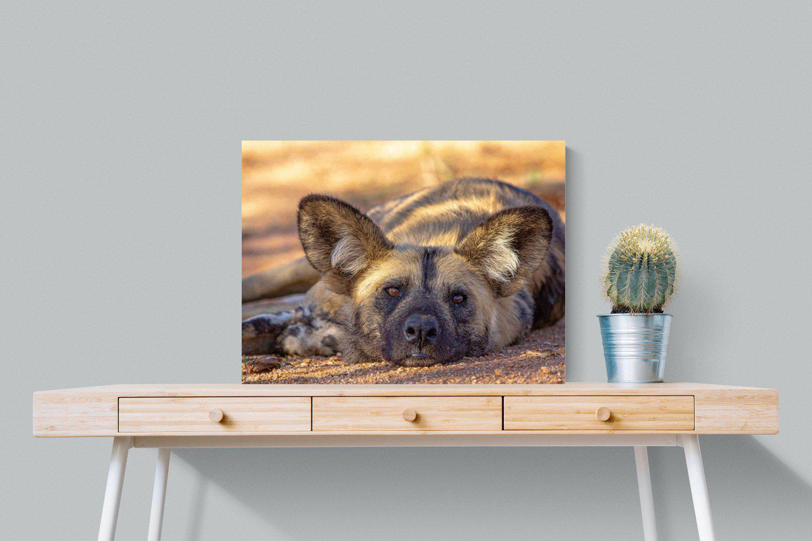 Not So Wild Dog-Wall_Art-80 x 60cm-Mounted Canvas-No Frame-Pixalot