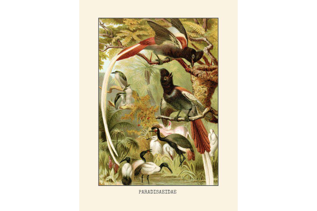 Paradise Flycatchers Etching-Wall_Art-Pixalot