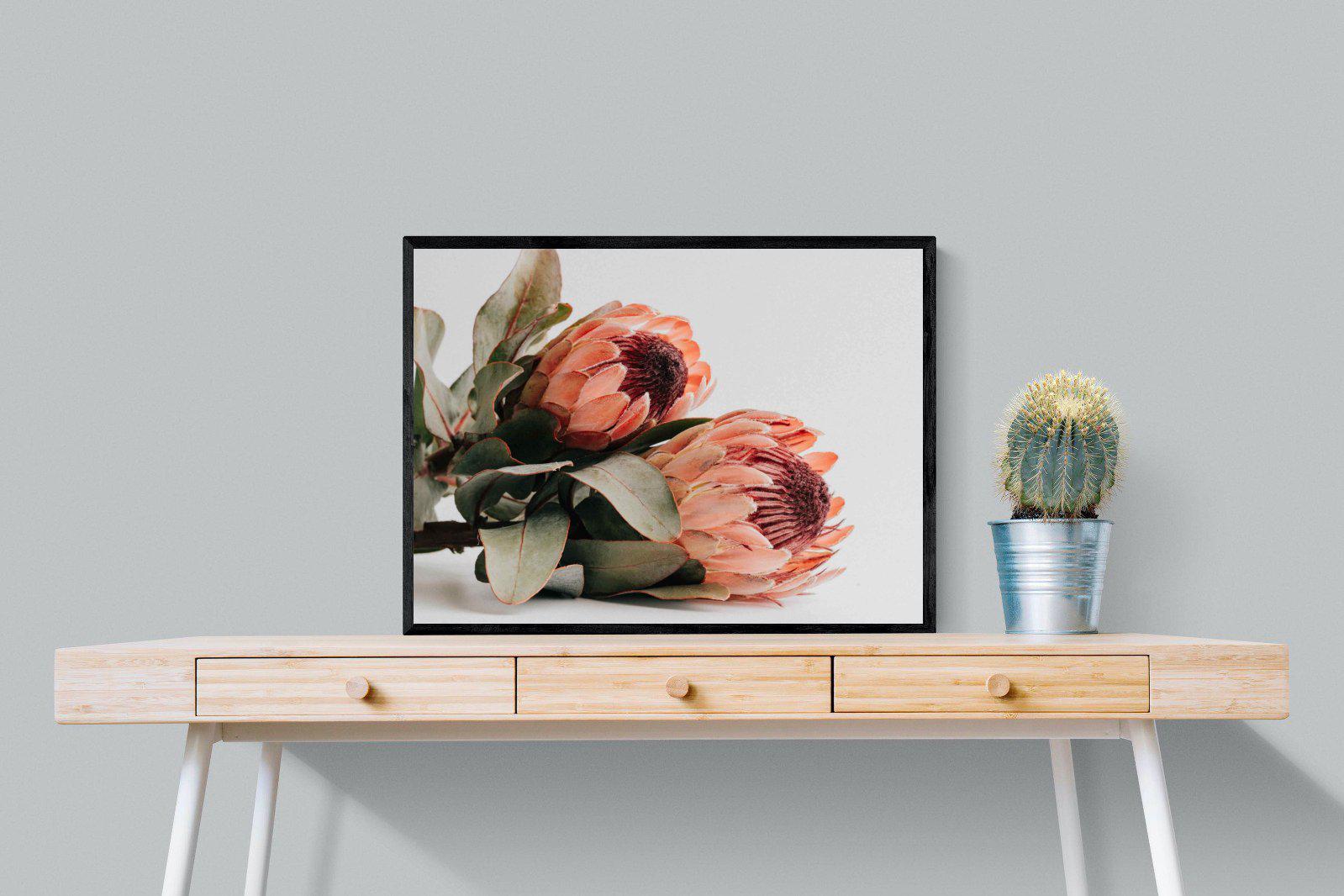 Peachy Proteas-Wall_Art-80 x 60cm-Mounted Canvas-Black-Pixalot