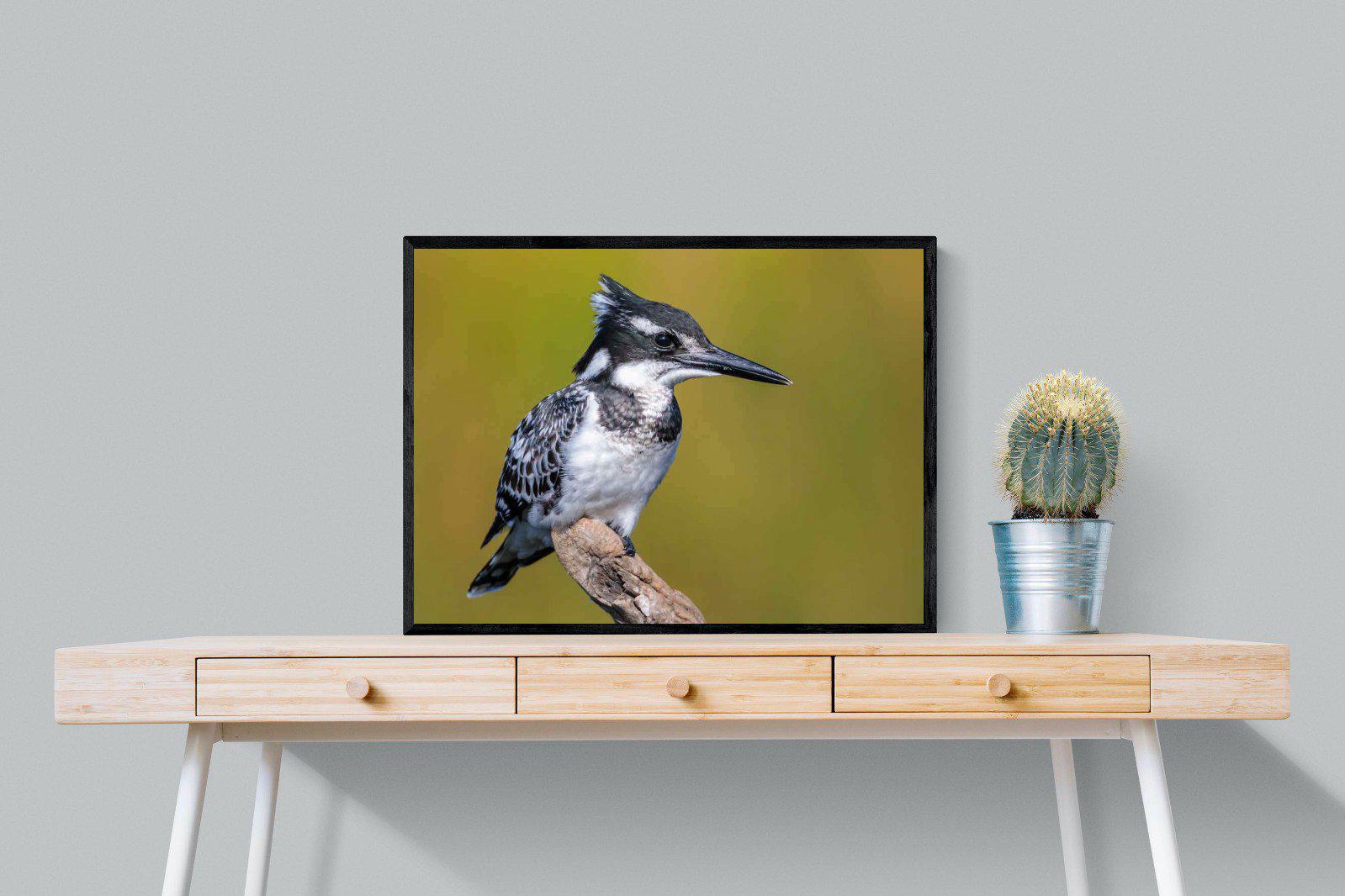Pied Kingfisher-Wall_Art-80 x 60cm-Mounted Canvas-Black-Pixalot