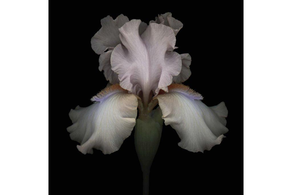 Pink Iris-Wall_Art-Pixalot