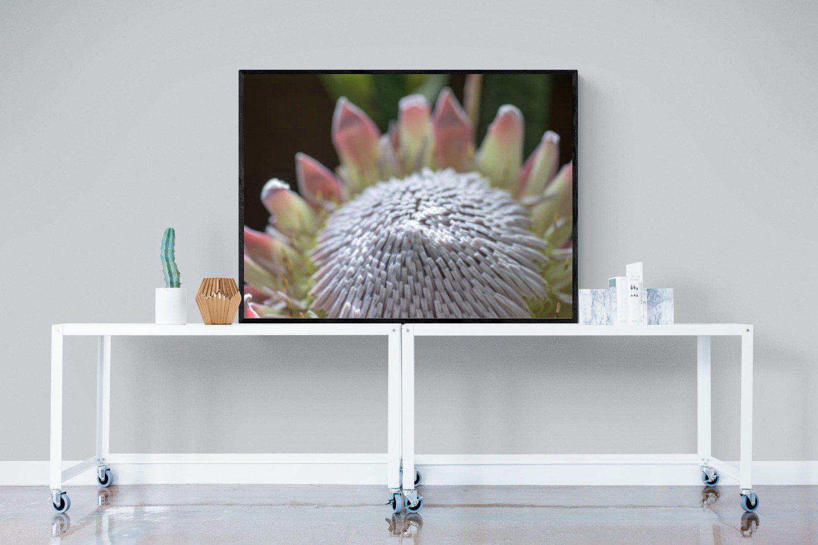 Protea Bloom-Wall_Art-120 x 90cm-Mounted Canvas-Black-Pixalot