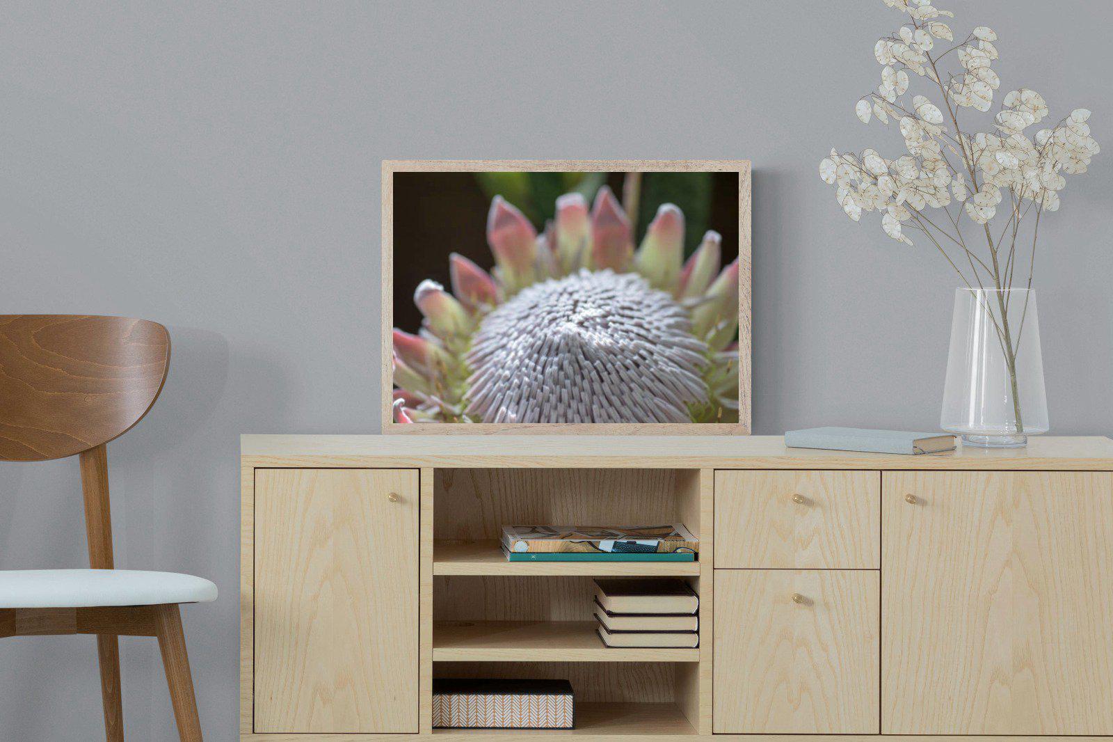 Protea Bloom-Wall_Art-60 x 45cm-Mounted Canvas-Wood-Pixalot