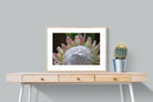 Protea Bloom-Wall_Art-80 x 60cm-Framed Print-Wood-Pixalot