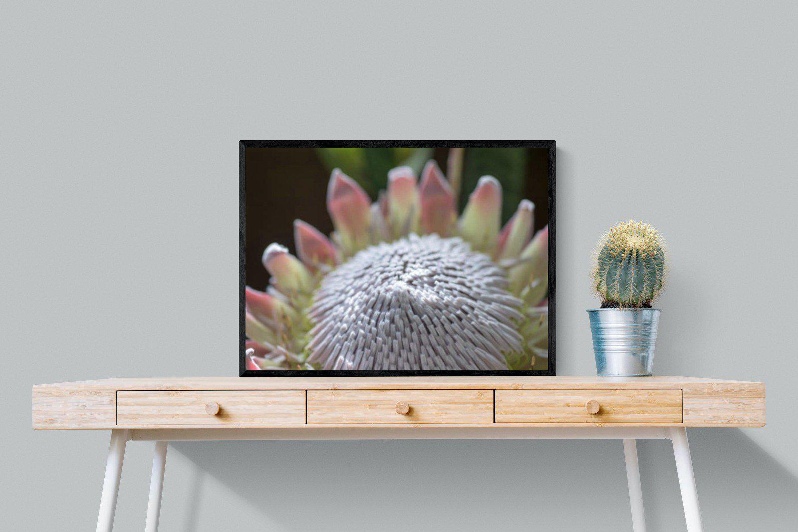 Protea Bloom-Wall_Art-80 x 60cm-Mounted Canvas-Black-Pixalot