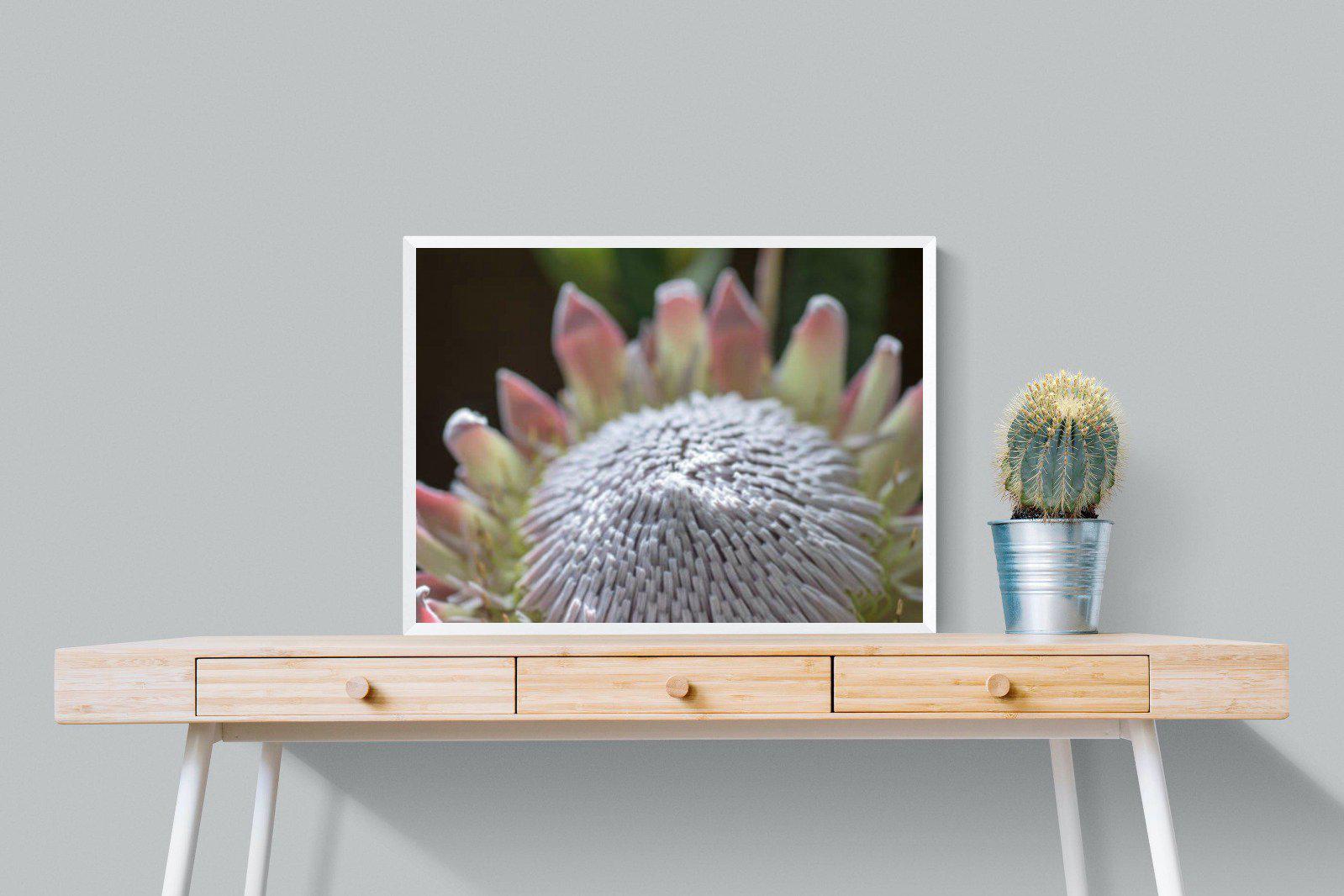 Protea Bloom-Wall_Art-80 x 60cm-Mounted Canvas-White-Pixalot