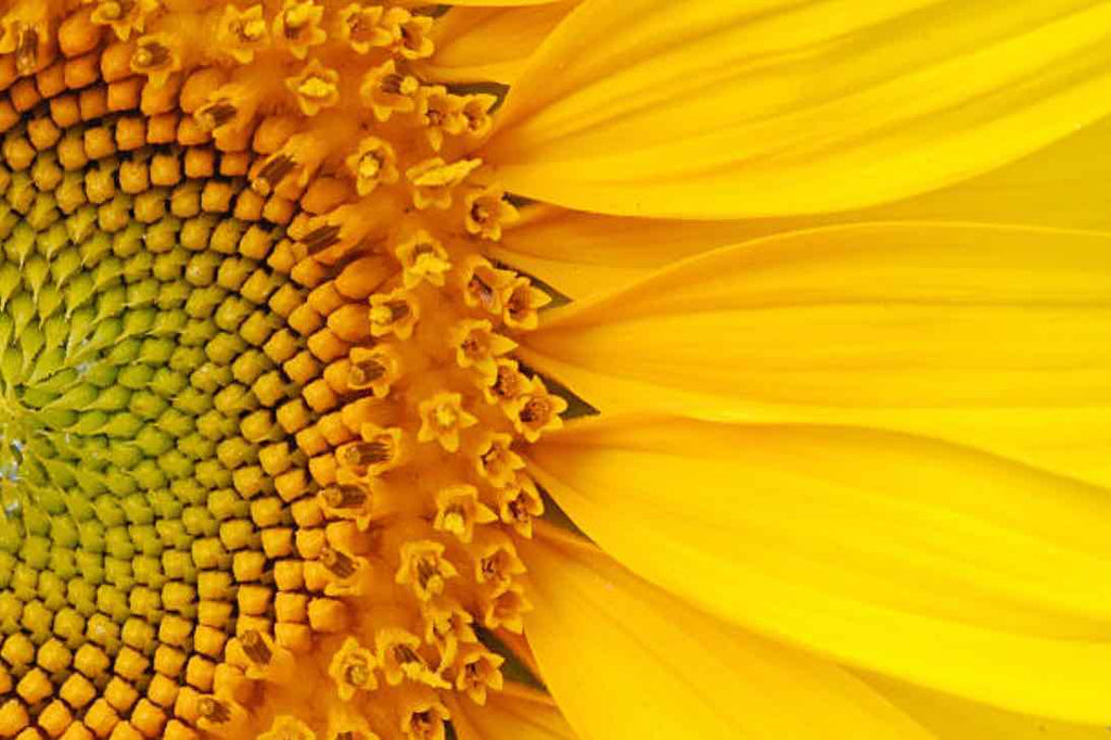 Radiant Sunflower-Wall_Art-Pixalot