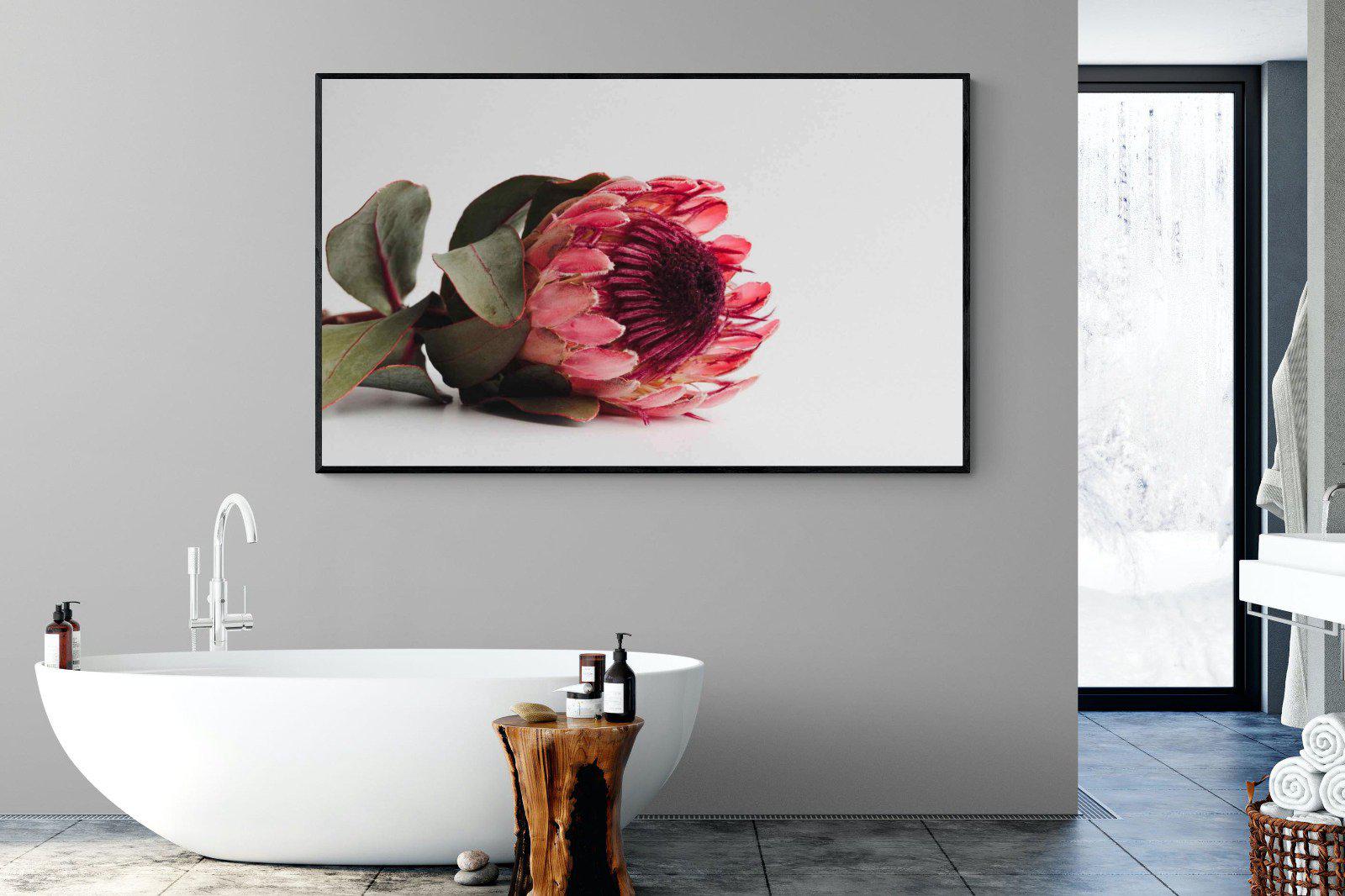 Resting Protea-Wall_Art-180 x 110cm-Mounted Canvas-Black-Pixalot