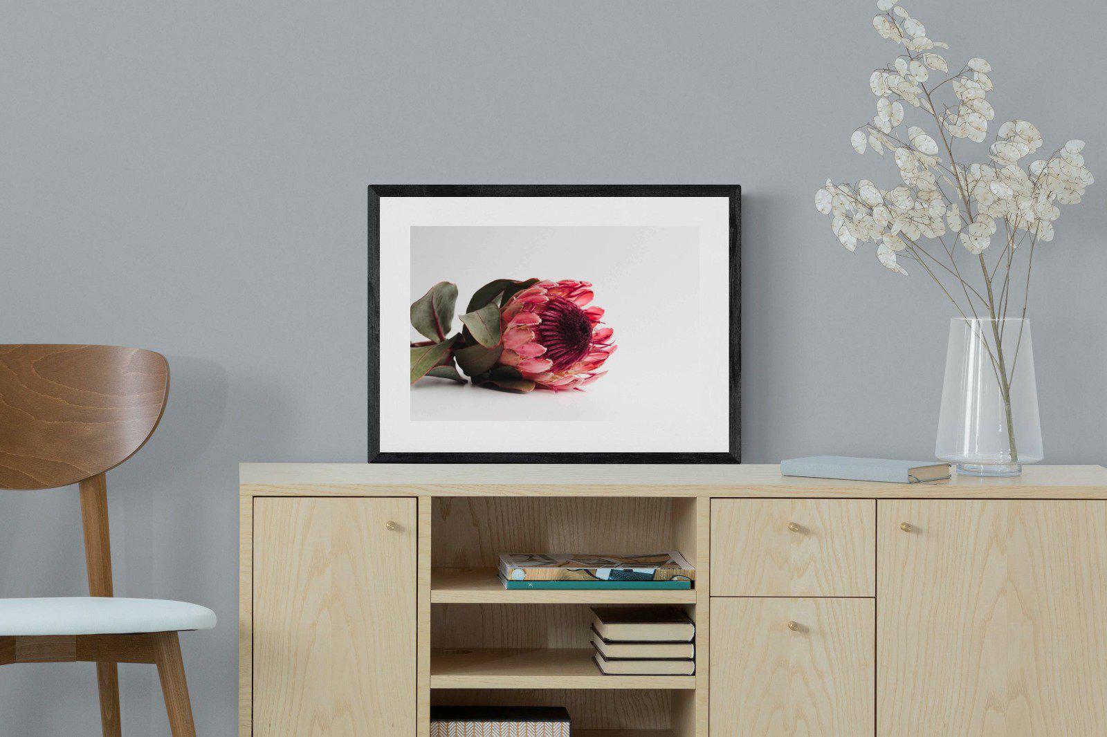 Resting Protea-Wall_Art-60 x 45cm-Framed Print-Black-Pixalot