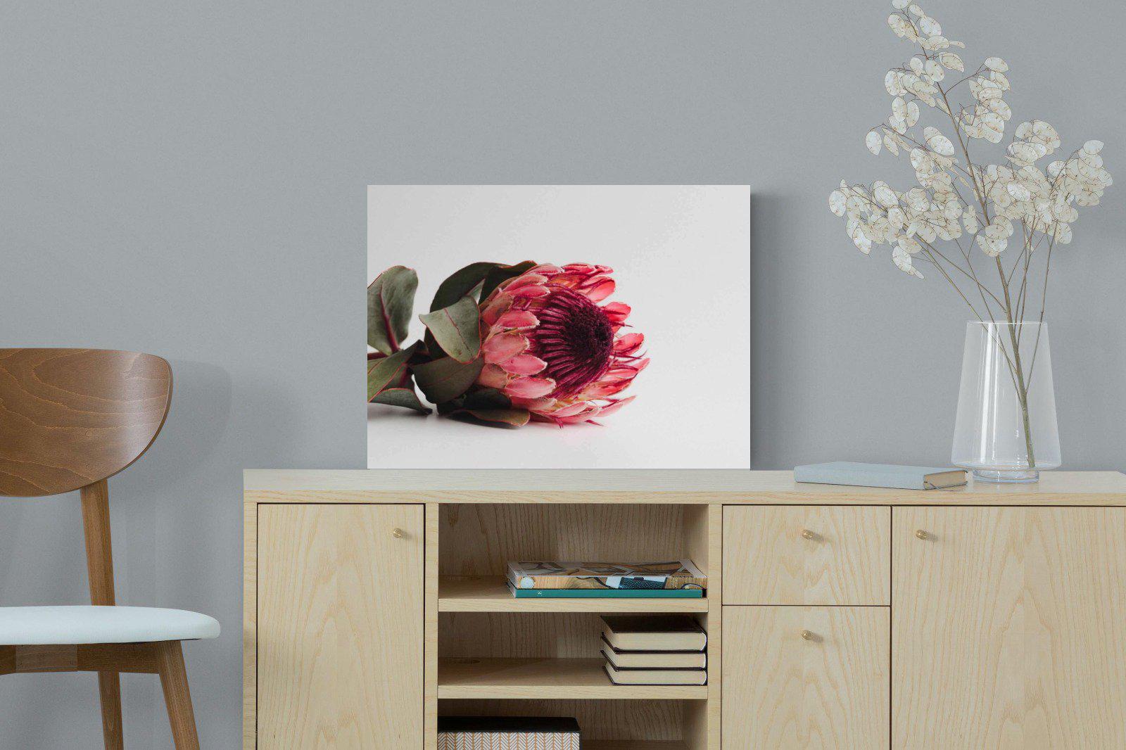 Resting Protea-Wall_Art-60 x 45cm-Mounted Canvas-No Frame-Pixalot