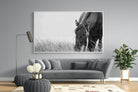 Sable Stallion-Wall_Art-220 x 130cm-Mounted Canvas-White-Pixalot