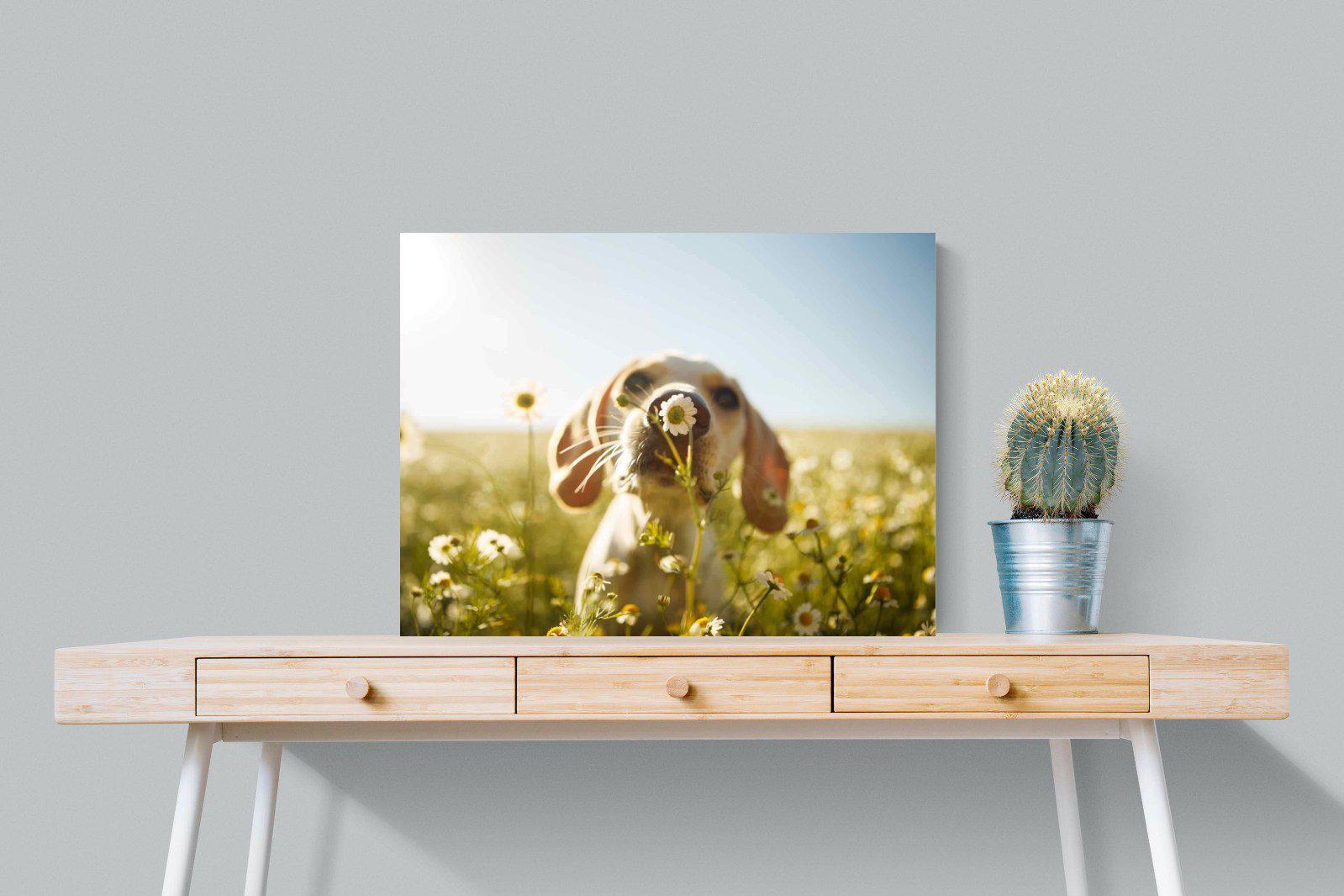 Sniff-Wall_Art-80 x 60cm-Mounted Canvas-No Frame-Pixalot