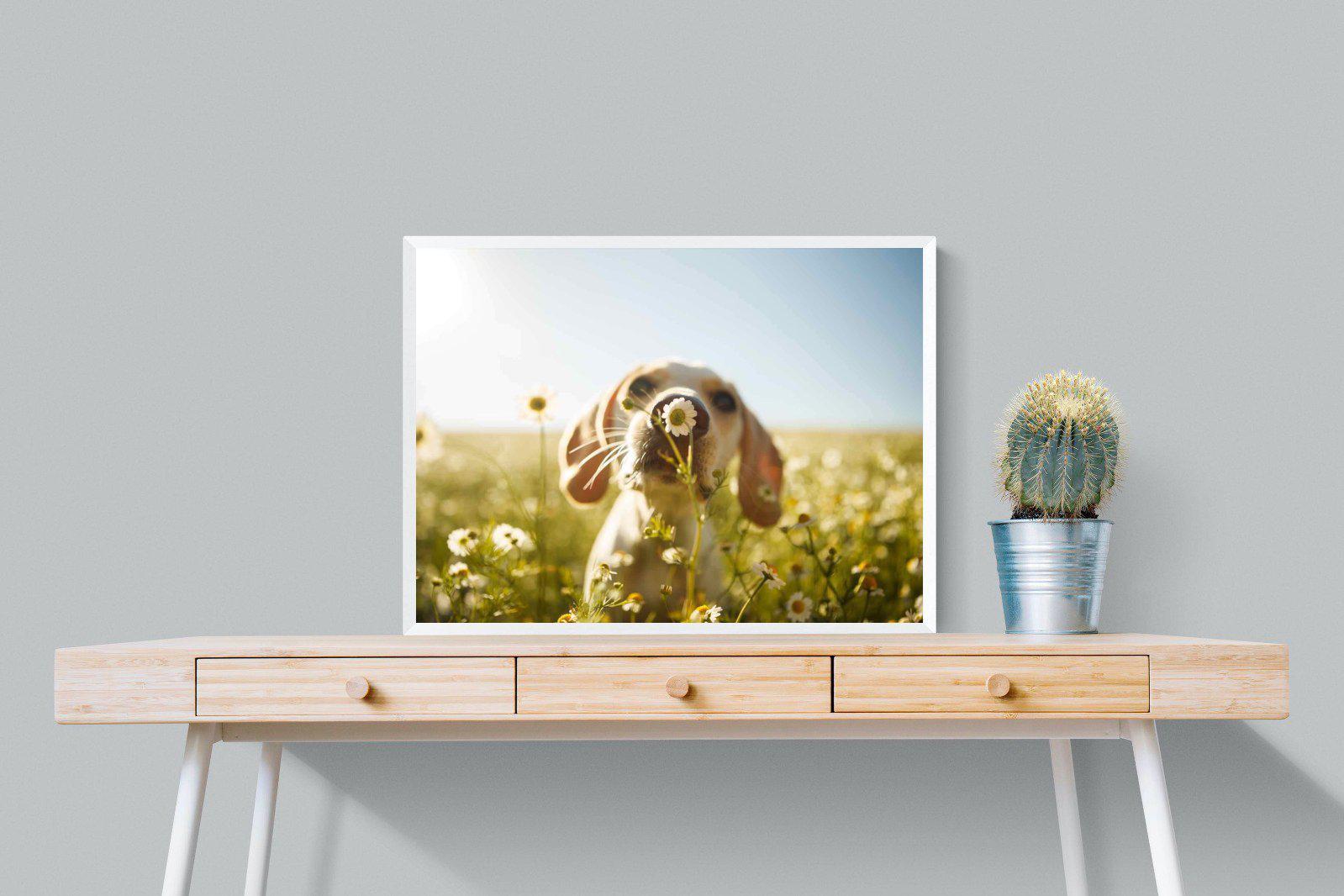 Sniff-Wall_Art-80 x 60cm-Mounted Canvas-White-Pixalot