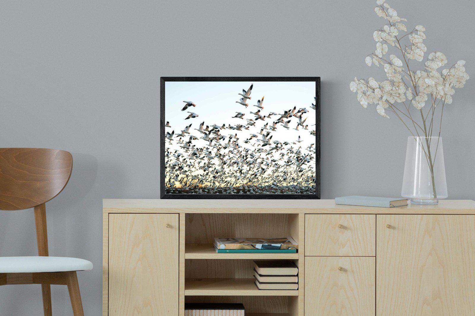 Snow Geese-Wall_Art-60 x 45cm-Mounted Canvas-Black-Pixalot