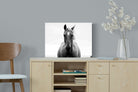 Stallion-Wall_Art-60 x 45cm-Mounted Canvas-No Frame-Pixalot